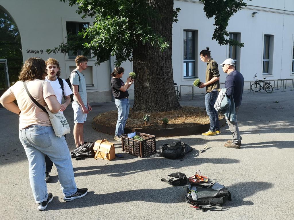 Kräuter für Insekten