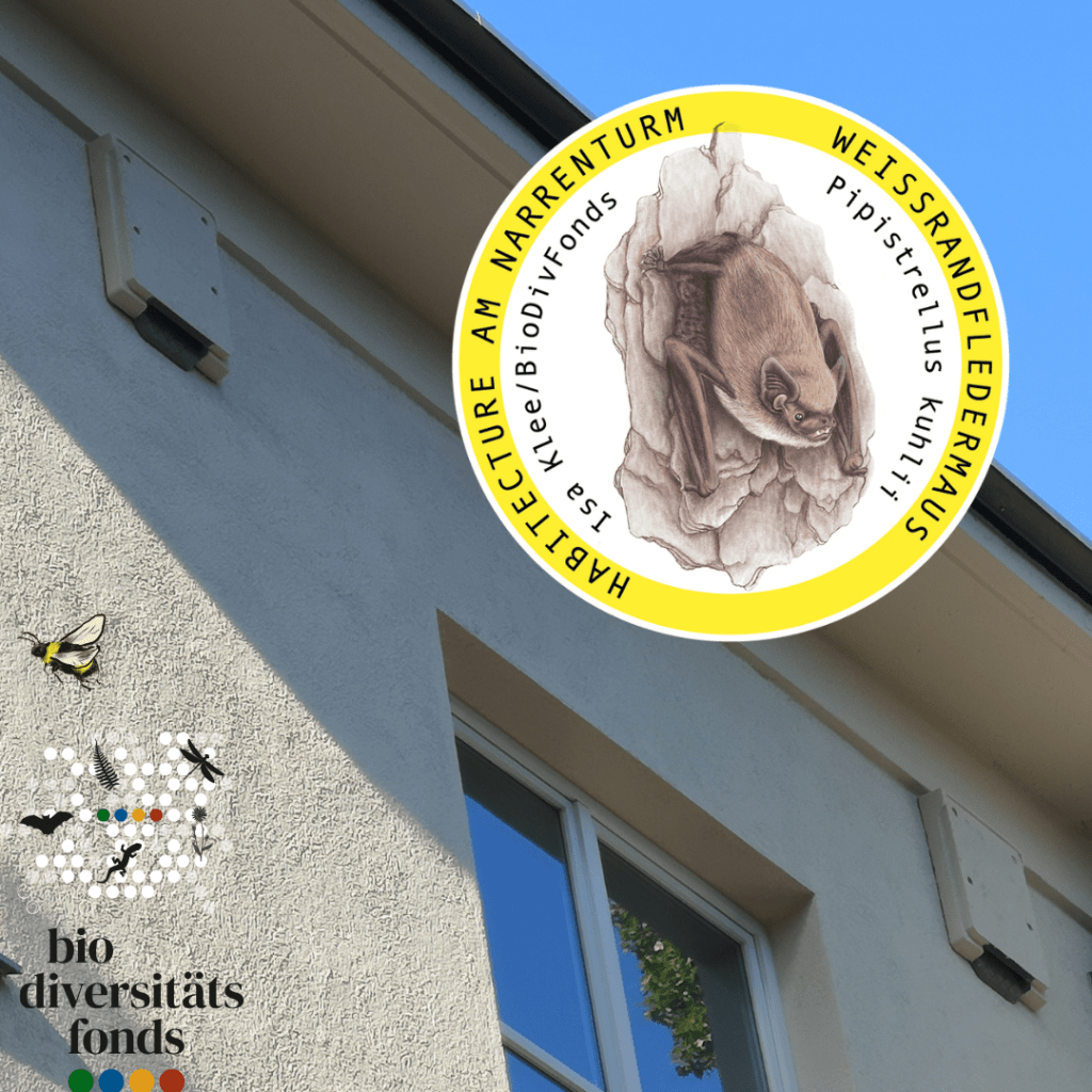 Urbane Biodiversität am Narrenturm 🪶🦇🏛️